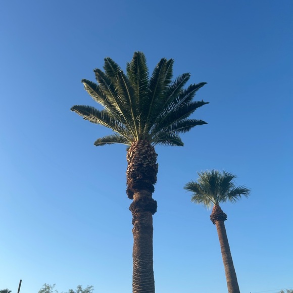 Meet your Posher, Bambi - Picture 1 of 1